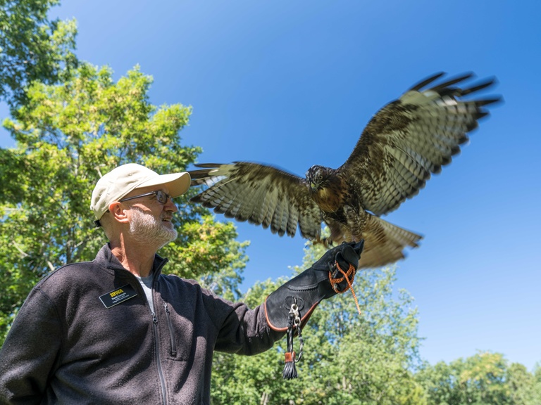 Birds of Prey - Annan School