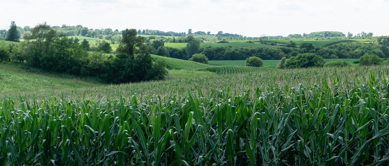 Rural field