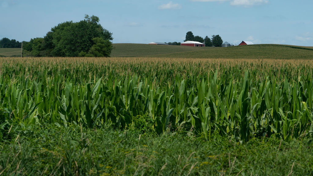 Rural Iowa farm and cornfield