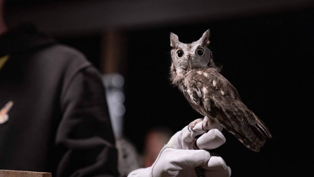 Owl-O-Ween (Oct. 23) promotional image